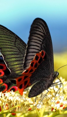 Бабочка с черно-красными крыльями