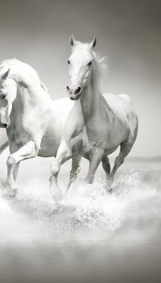Три белые лошади