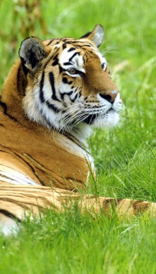 Тигр лежа в траве