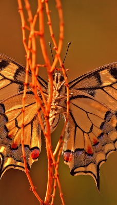 Желтая бабочка на оранжевых стеблях