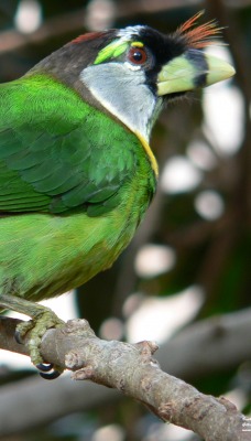 Зеленая птичка на ветке