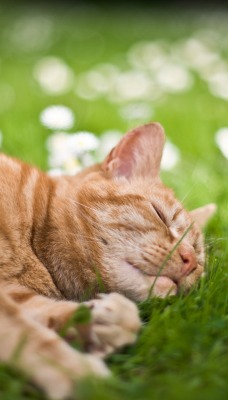 Рыжий кот на траве