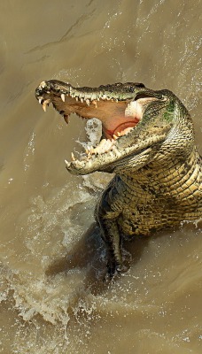 Крокодил выпрыгивающий из воды