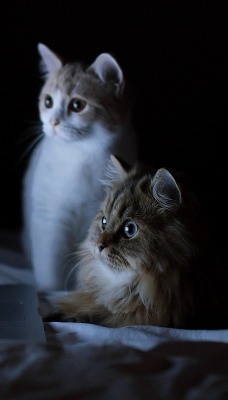 Удивленные котенки
