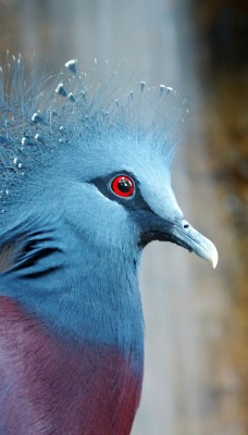 Синяя птичка с красными глазами