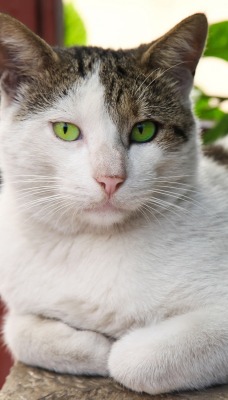Кот с зелеными глазами возле цветов
