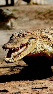 крокодил перед охотой