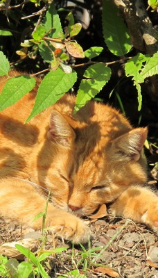 Рыжий кот под кустом