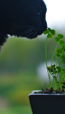 Черный кот, трава, горшок