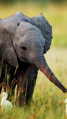 маленький слоник на поле