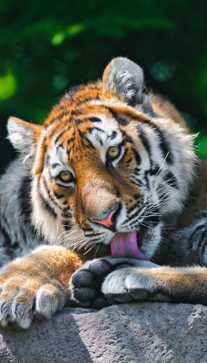 взгляд тигра