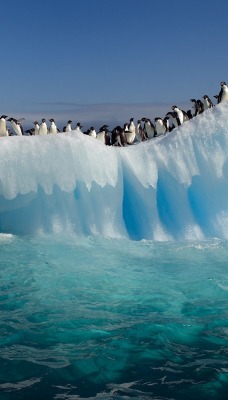 пингвины на глыбе льда
