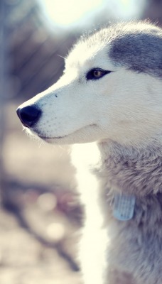 смышленая собака-волк