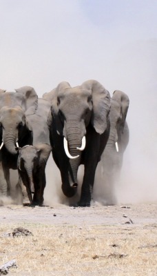 компания слонов