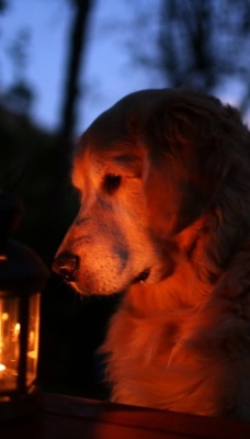 собака и светильник