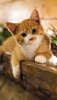 Рыжий котенок с украшениями