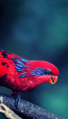 красная птичка