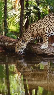 ягуар пьет воду