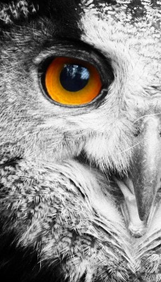 большие глаза совы