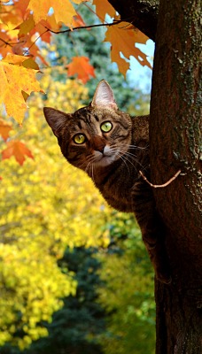 кошка на дереве