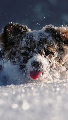 собачка в снегу
