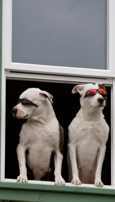 крутые собаки в очках