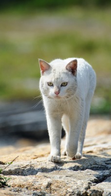 белый кот-хищник
