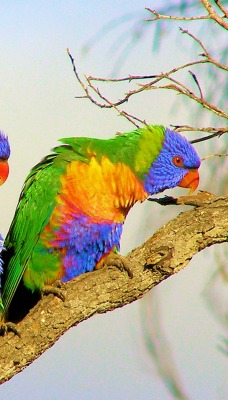 разноцветные яркие птички