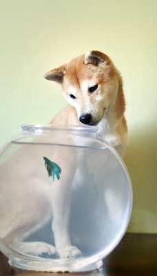 собака наблюдает за аквариумом
