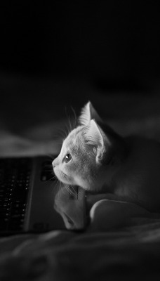 внимательный котенок за монитором