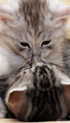 целующиеся кошки