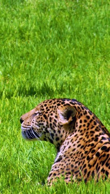 ягуар на лужайке