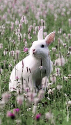 кролик на поляне