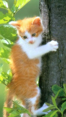 котята на дереве