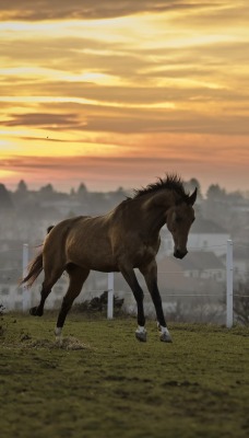 лошадь, трава, закат