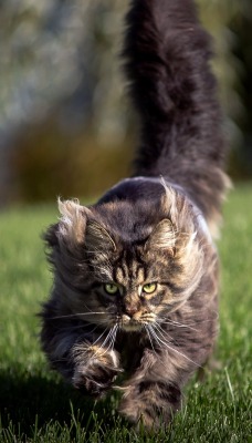 бдительный кот на лужайке