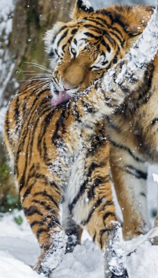 тигры на снегу