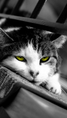 кошка с изумрудными глазами