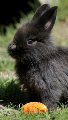 черный кролик