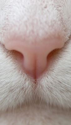 Белый носик кота