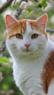 бело-рыжий кот