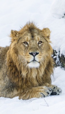 лев на снегу