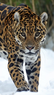 леопард на снегу
