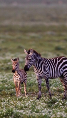 маленькие зебры
