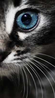 Голубоглазый кот