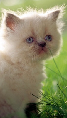 Грустный котенок на лужайке