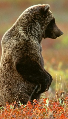 Медведь гризли