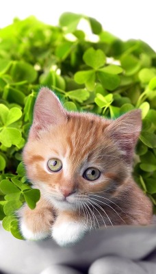 Милый котенок в миске с листочками