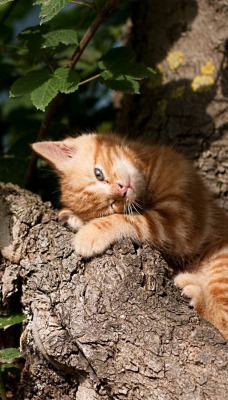 Рыжий котенок на дереве