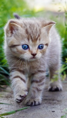голубоглазый котенок